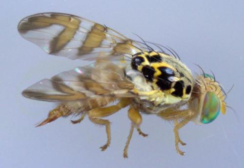 Réf. 188 753 : Carpomya schineri